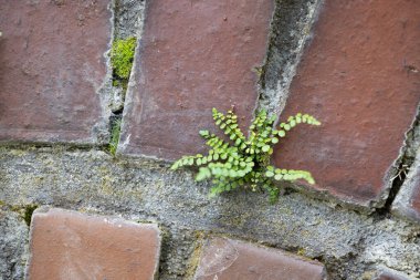 Kırmızı tuğla duvarda büyüyen küçük, güzel bitkiler. Almanya 'da güzel bir sonbahar park manzarası.