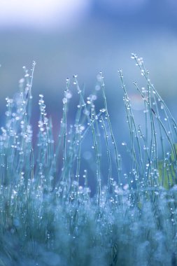 Sabah çiy damlacıkları ile güzel taze çimenler. Letonya, Kuzey Avrupa 'nın doğal gün doğumu manzarası.