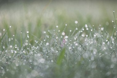 Sabah çiy damlacıkları ile güzel taze çimenler. Letonya, Kuzey Avrupa 'nın doğal gün doğumu manzarası.