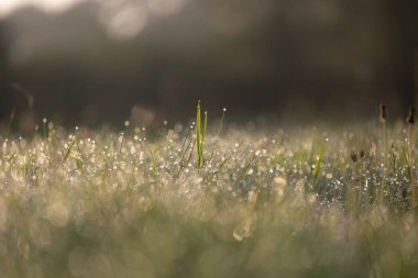 Sabah çiy damlacıkları ile güzel taze çimenler. Letonya, Kuzey Avrupa 'nın doğal gün doğumu manzarası.