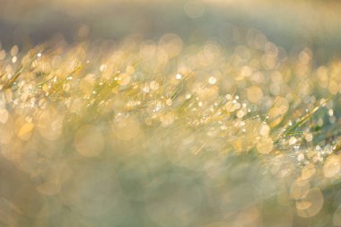 Sabah çiy damlacıkları ile güzel taze çimenler. Letonya, Kuzey Avrupa 'nın doğal gün doğumu manzarası.