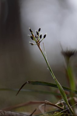 Bahar ormanlarında yetişen küçük, güzel, kıllı ağaçlar. Letonya 'nın doğal manzarası, Kuzey Avrupa.