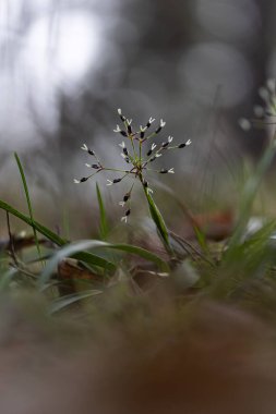 Bahar ormanlarında yetişen küçük, güzel, kıllı ağaçlar. Letonya 'nın doğal manzarası, Kuzey Avrupa.