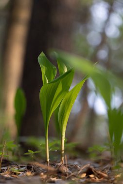 Bahar ormanlarında yetişen vadideki nilüferlerin güzel yeşil yaprakları. Letonya 'nın doğal orman manzarası, Kuzey Avrupa.