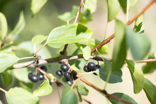 Stock image Beautiful black bird cherry berries growing on the prunus padus branches. Natural sunny woodlands scenery of Latvia, Northern Europe.