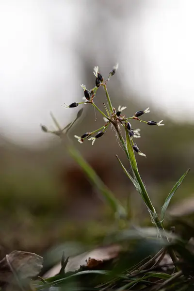 stock image Beautiful small hairy wood-rush growing in the spring forest. Natural scenery of Latvia, Northern Europe.