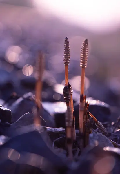 stock image Beautiful horsetail plant growing in the spring sunrise. Natural scenery of Latvia, Northern Europe.