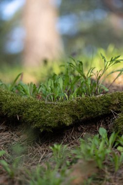 Letonya, Kuzey Avrupa kırsalında yetişen yerel bitkilerle güzel bir bahar manzarası..