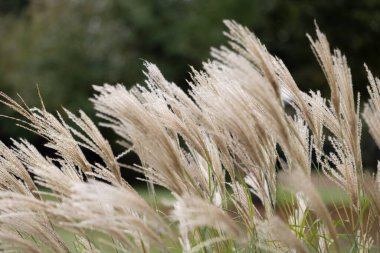 Bahçedeki çimenler