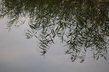 Sudaki ağaçların yansıması