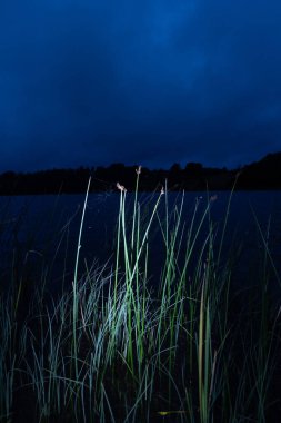 Suyun yanında yetişen güzel sazlıklar. Sabahın erken saatlerinde yapay ışıkla aydınlatılmış bir manzara. Letonya, Kuzey Avrupa 'da karanlık yaz manzarası.