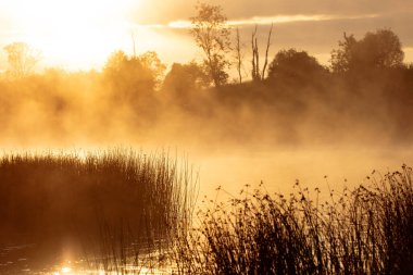 Gökyüzüne karşı çayır siluetleri olan güzel bir gün doğumu manzarası. Letonya 'nın kırsal kesiminde sabah.