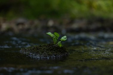 Suyun yanında yetişen bitkilerin olduğu güzel bir yaz manzarası. Letonya 'nın doğal manzarası, Kuzey Avrupa.