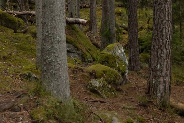 İsveç ormanlarında yosun ve yosunlu dev kaya parçaları. İskandinav ormanlarının doğal bahar manzarası.