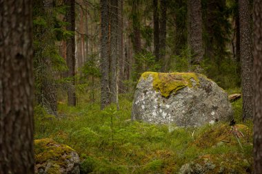 İsveç ormanlarında yosun ve yosunlu dev kaya parçaları. İskandinav ormanlarının doğal bahar manzarası.