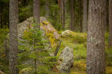 İsveç ormanlarında yosun ve yosunlu dev kaya parçaları. İskandinav ormanlarının doğal bahar manzarası.