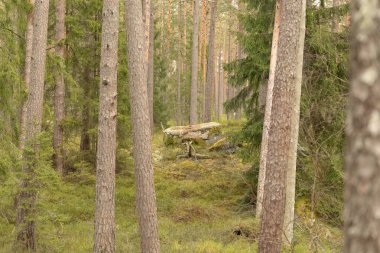 İsveç ormanlarında yosun ve yosunlu dev kaya parçaları. İskandinav ormanlarının doğal bahar manzarası.