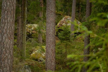 İsveç ormanlarında yosun ve yosunlu dev kaya parçaları. İskandinav ormanlarının doğal bahar manzarası.