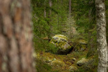 İsveç ormanlarında yosun ve yosunlu dev kaya parçaları. İskandinav ormanlarının doğal bahar manzarası.