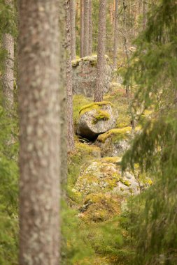 İsveç ormanlarında yosun ve yosunlu dev kaya parçaları. İskandinav ormanlarının doğal bahar manzarası.