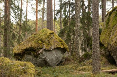İsveç ormanlarında yosun ve yosunlu dev kaya parçaları. İskandinav ormanlarının doğal bahar manzarası.