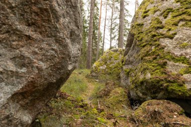 İsveç ormanlarında yosun ve yosunlu dev kaya parçaları. İskandinav ormanlarının doğal bahar manzarası.
