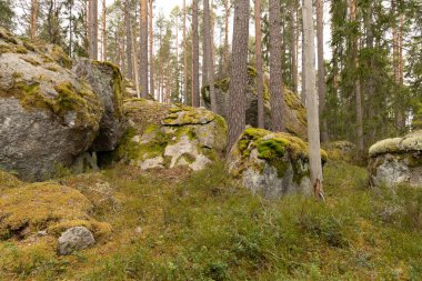 İsveç ormanlarında yosun ve yosunlu dev kaya parçaları. İskandinav ormanlarının doğal bahar manzarası.