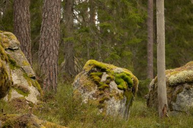 İsveç ormanlarında yosun ve yosunlu dev kaya parçaları. İskandinav ormanlarının doğal bahar manzarası.