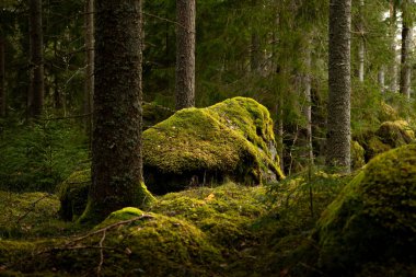 İsveç ormanlarında yosun ve yosunlu dev kaya parçaları. İskandinav ormanlarının doğal bahar manzarası.