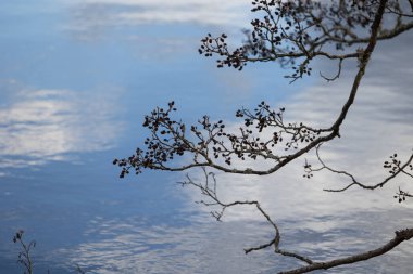 Ön planda güzel bir kaynak dalı ve arka planda bir göl. İsveç 'teki İskandinav ormanlarının doğal bahar manzarası.