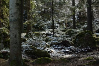 Sabahları kar yağan güzel bir İsveç ormanlık manzarası. İskandinavya 'daki doğal bahar manzarası.