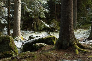 Sabahları kar yağan güzel bir İsveç ormanlık manzarası. İskandinavya 'daki doğal bahar manzarası.