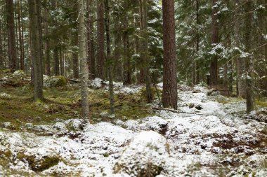 Sabahları kar yağan güzel bir İsveç ormanlık manzarası. İskandinavya 'daki doğal bahar manzarası.