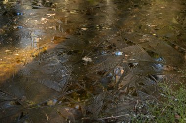 İskandinavya 'nın bahar ormanlarında güzel bir somurtkan su yüzeyi. İsveç 'in doğal doğa manzarası..