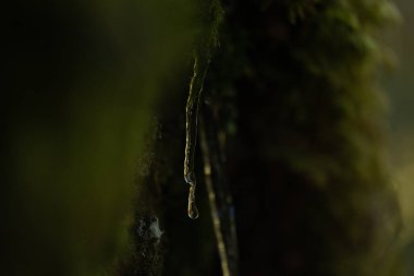 İsveç ormanında donmuş güzel bir buz saçağı. İskandinavya 'nın doğal bahar manzarası