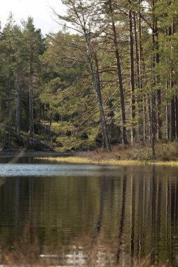 İsveç ormanlarındaki göl kıyısında güneşli güzel bir gün. İskandinavya 'nın doğal bahar manzarası.