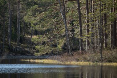 İsveç ormanlarındaki göl kıyısında güneşli güzel bir gün. İskandinavya 'nın doğal bahar manzarası.
