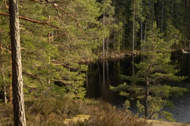 İsveç ormanlarındaki göl kıyısında güneşli güzel bir gün. İskandinavya 'nın doğal bahar manzarası.