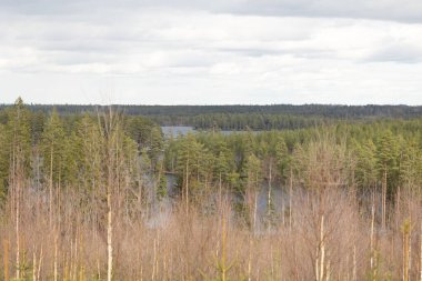 İsveç ormanlarındaki göl kıyısında güneşli güzel bir gün. İskandinavya 'nın doğal bahar manzarası.