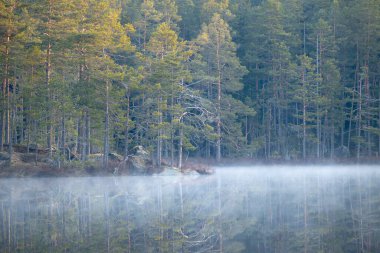 İsveç, Tividen Ulusal Parkı 'ndaki gölde güzel sisli bir sabah. İskandinavya 'daki doğal orman manzarası.