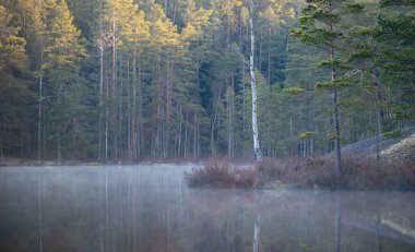 İsveç, Tividen Ulusal Parkı 'ndaki gölde güzel sisli bir sabah. İskandinavya 'daki doğal orman manzarası.