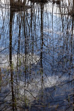 Gölün yüzeyindeki bahar ormanının sanatsal yansımaları. Su ve ağaçlı İsveç manzarası.