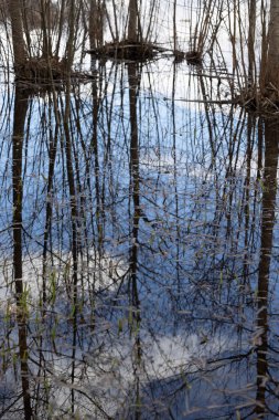 Gölün yüzeyindeki bahar ormanının sanatsal yansımaları. Su ve ağaçlı İsveç manzarası.