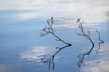 Gölün yüzeyindeki bahar ormanının sanatsal yansımaları. Su ve ağaçlı İsveç manzarası.