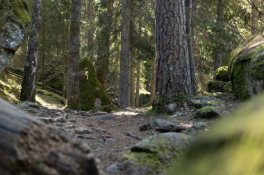 İsveç 'teki Tividen Ulusal Parkı' nda güneşli güzel bir orman. İskandinavya 'nın doğal bahar manzarası.