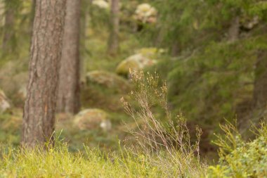 İsveç 'teki Tividen Ulusal Parkı' nda güneşli güzel bir orman. İskandinavya 'nın doğal bahar manzarası.