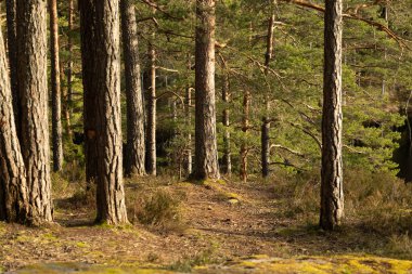İsveç 'teki Tividen Ulusal Parkı' nda güneşli güzel bir orman. İskandinavya 'nın doğal bahar manzarası.