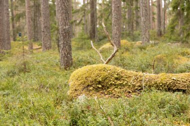 İsveç 'teki Tividen Ulusal Parkı' nda güneşli güzel bir orman. İskandinavya 'nın doğal bahar manzarası.