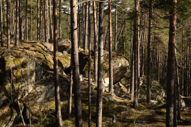 İsveç 'teki Tividen Ulusal Parkı' nda çok güzel hude kayalar var. İskandinavya 'daki doğal ilkbahar ormanı.