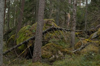İsveç 'teki Tividen Ulusal Parkı' nda çok güzel hude kayalar var. İskandinavya 'daki doğal ilkbahar ormanı.